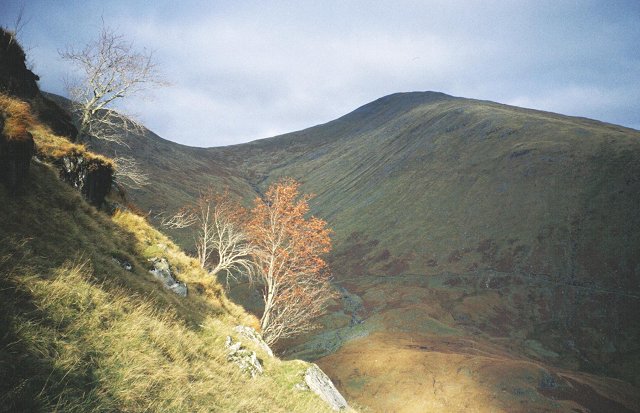 Beinn Eunaich: Rowan on Sron an Isean. - geograph.org.uk - 64342